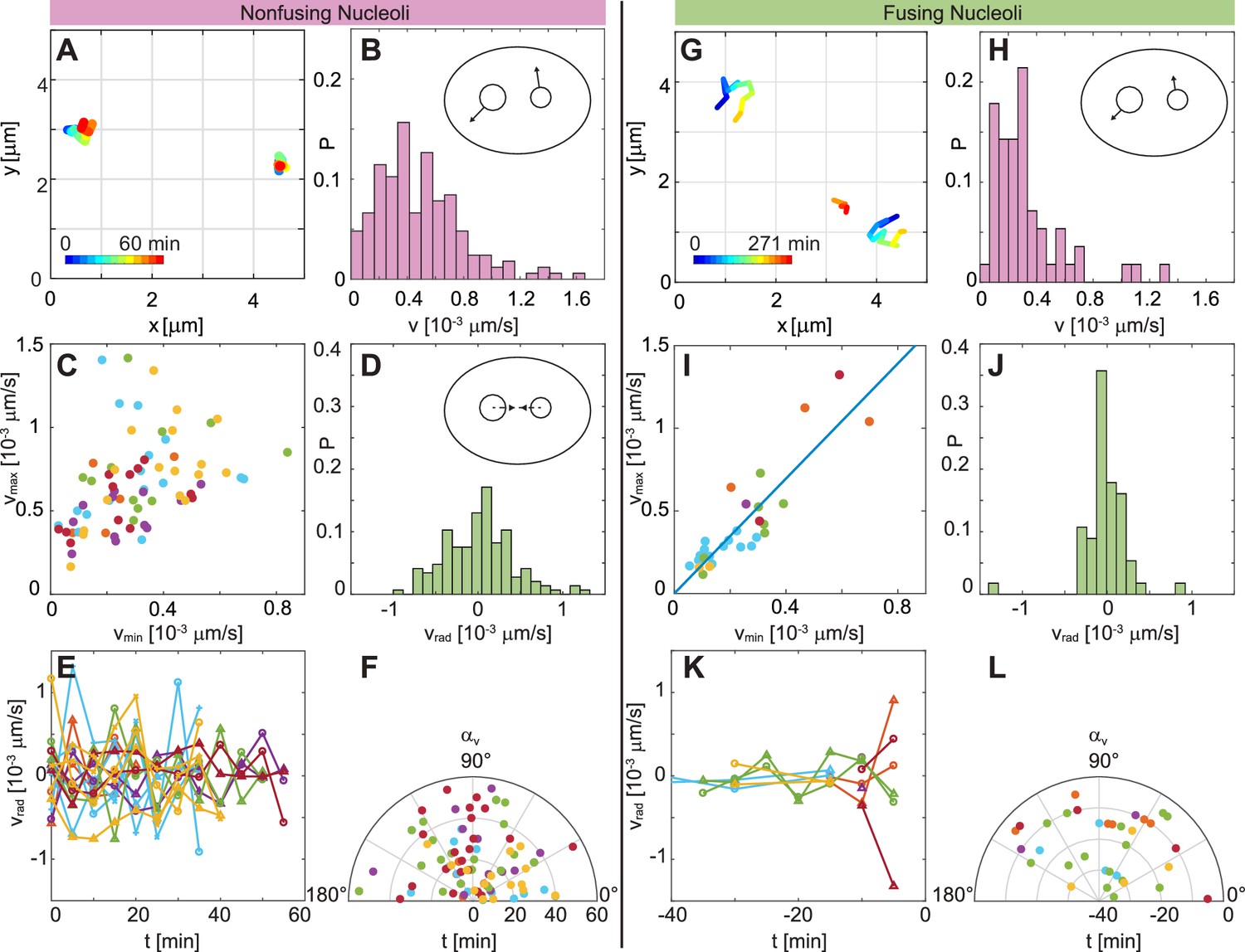 Figures and data in Nucleolar dynamics and interactions with ... Biology Diagrams
