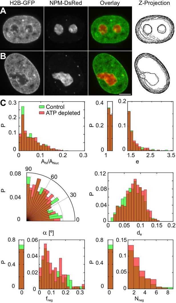 Figures and data in Nucleolar dynamics and interactions with ... Biology Diagrams