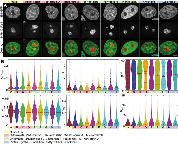 Nucleolar dynamics and interactions with nucleoplasm in living cells ... Biology Diagrams