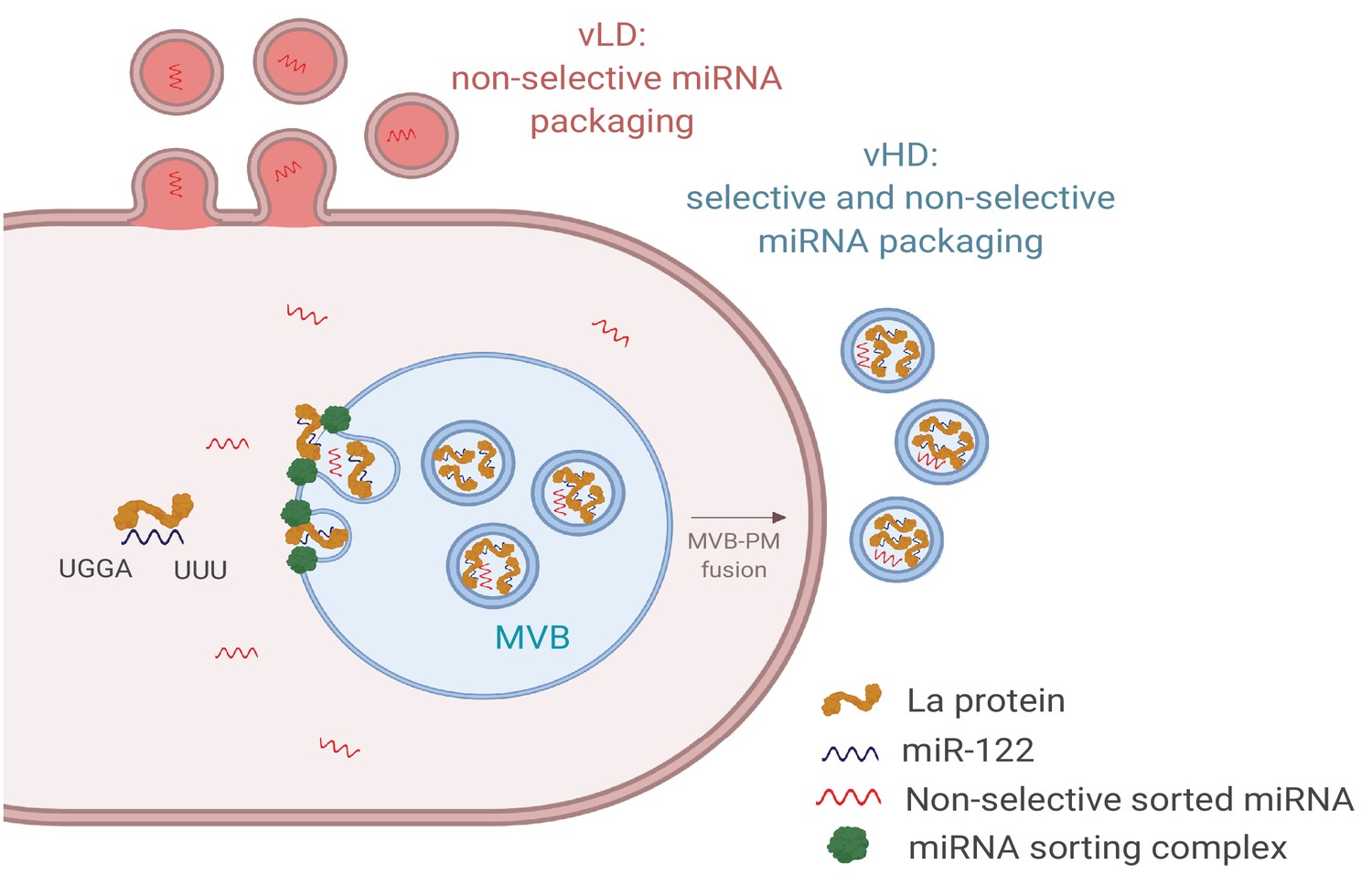 Distinct Mechanisms Of MicroRNA Sorting Into Cancer Cell Derived