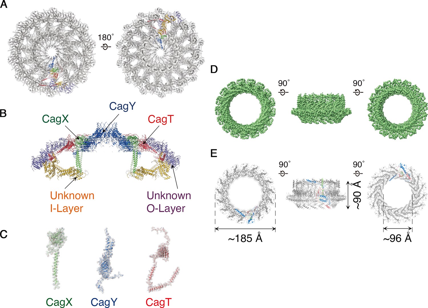 Structure Of The Helicobacter Pylori Cag Type Iv Secretion System Elife