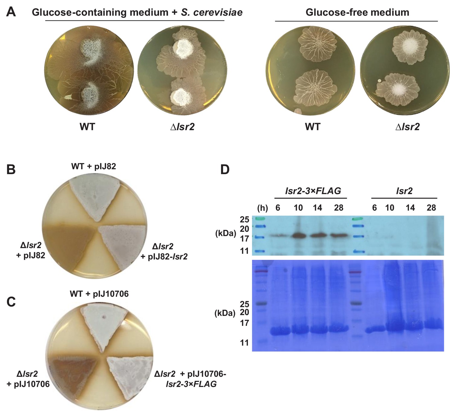 Figures and data in Silencing cryptic specialized metabolism in ...