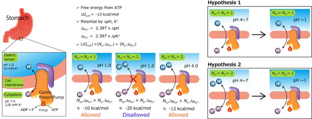 Figures and data in A single K+-binding site in the crystal structure ...