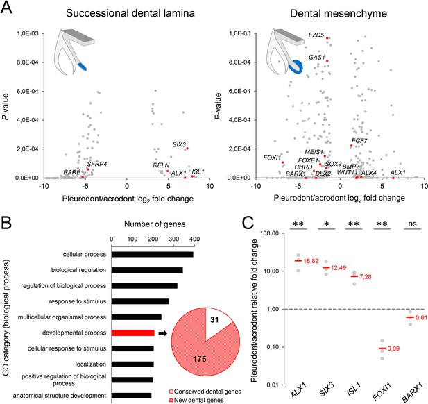 Figures and data in The alternative regenerative strategy of bearded ...