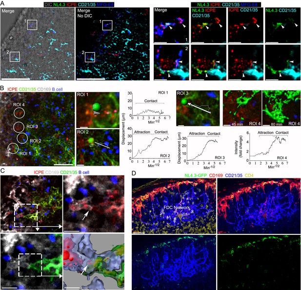 An integrin/MFG-E8 shuttle loads HIV-1 viral-like particles onto ...