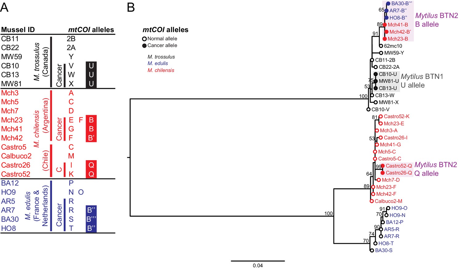 A single clonal lineage of transmissible cancer identified in two