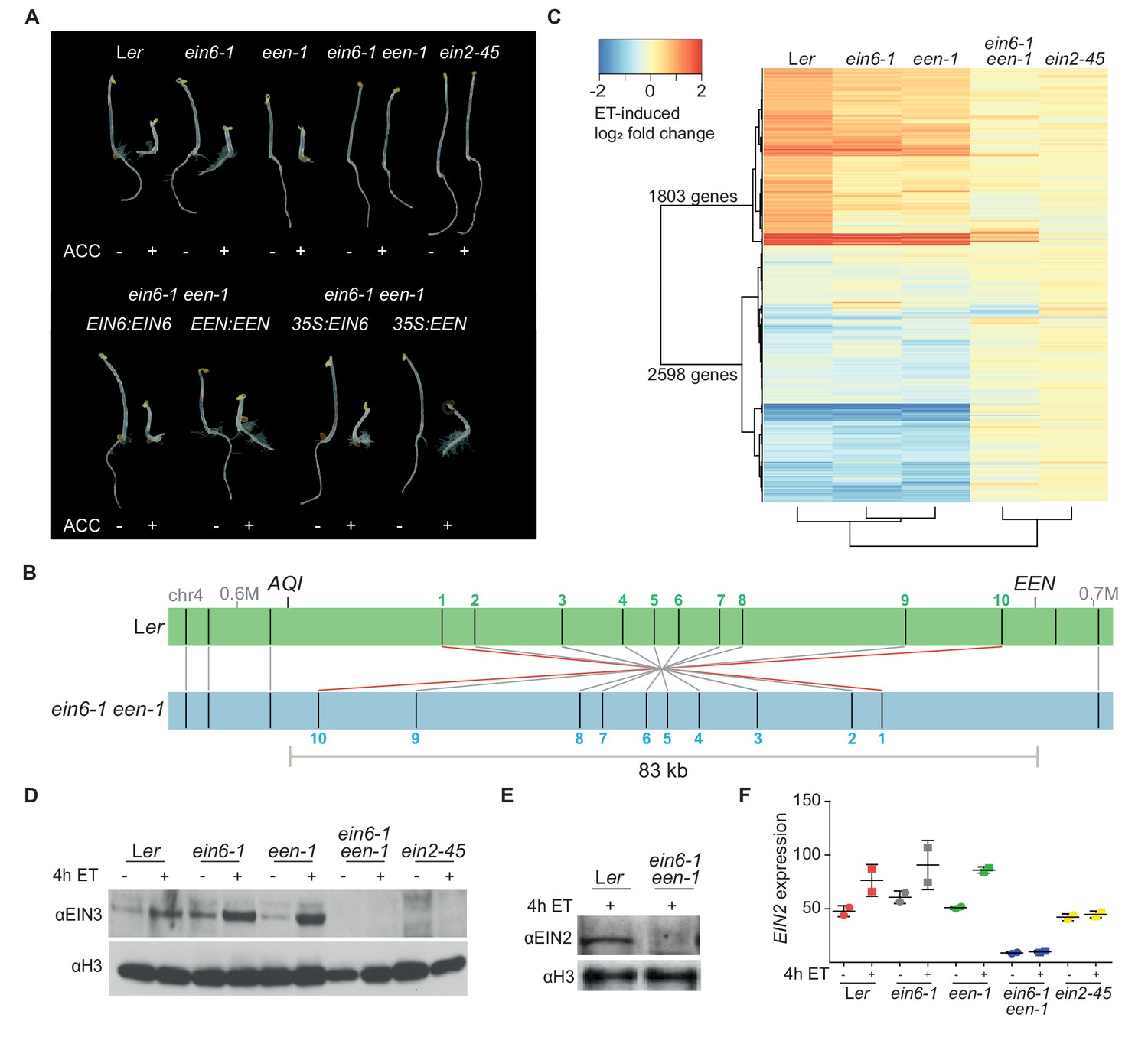 Epigenetic silencing of a multifunctional plant stress