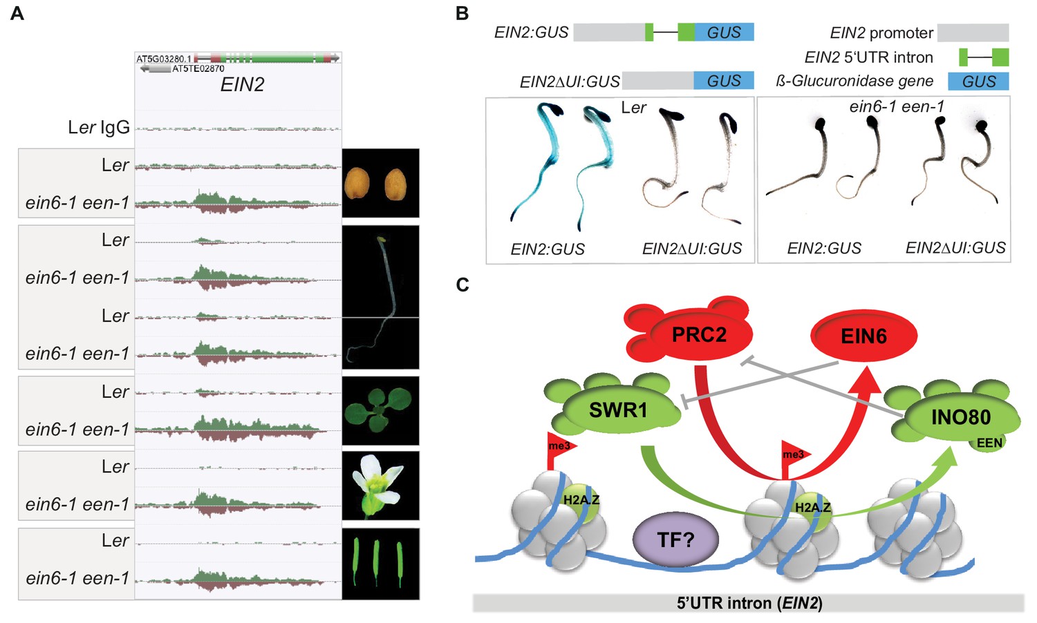 Epigenetic silencing of a multifunctional plant stress regulator | eLife