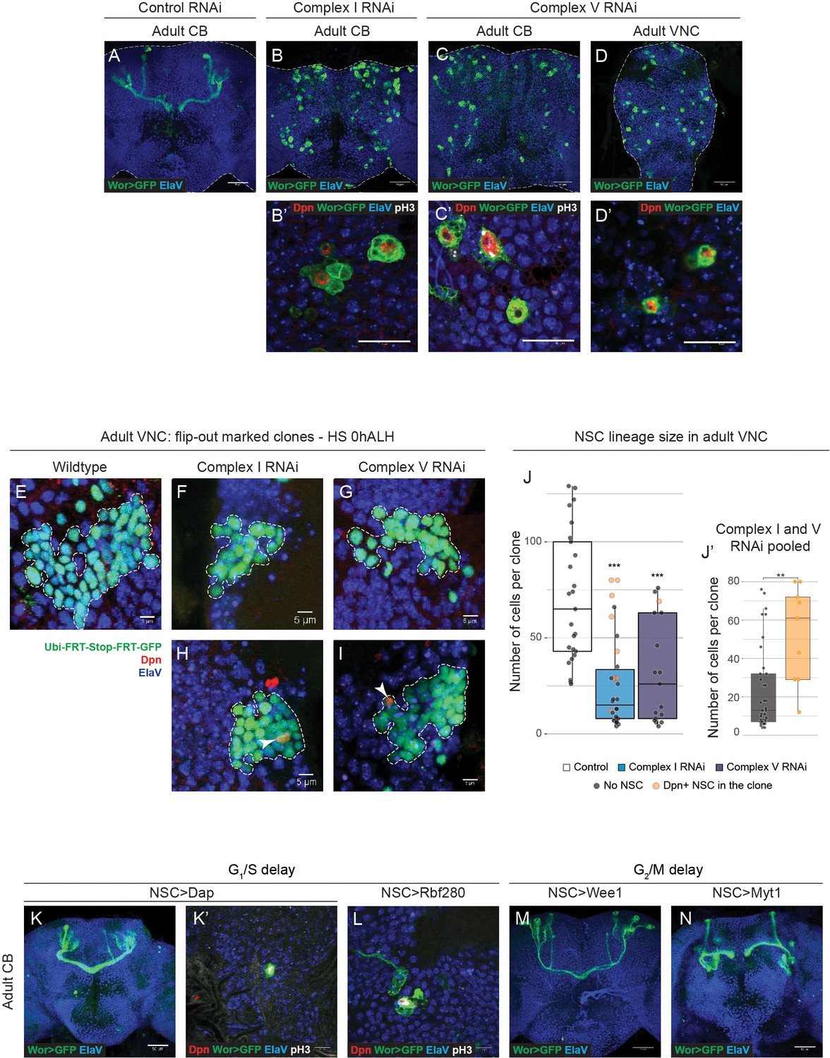 Figures And Data In Neural Stem Cell Temporal Patterning And Brain ...