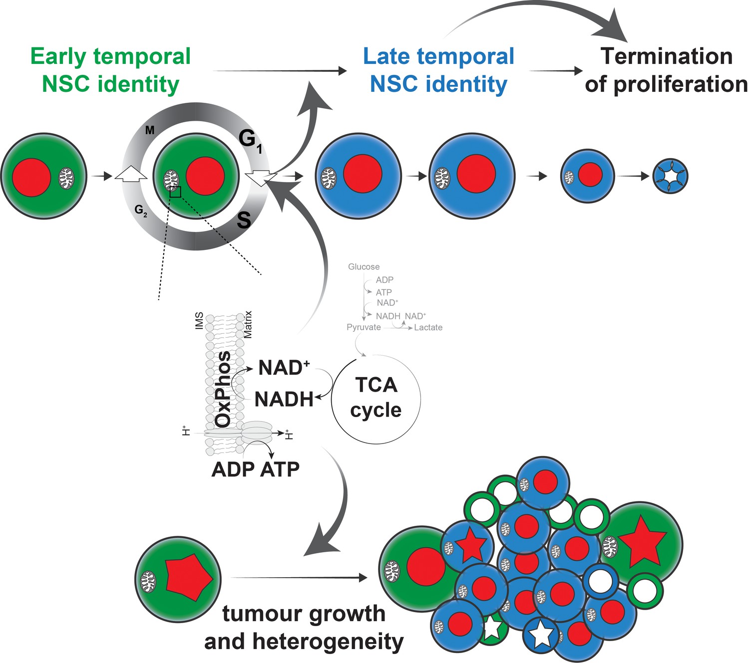 Neural stem cell temporal patterning and brain tumour growth rely on