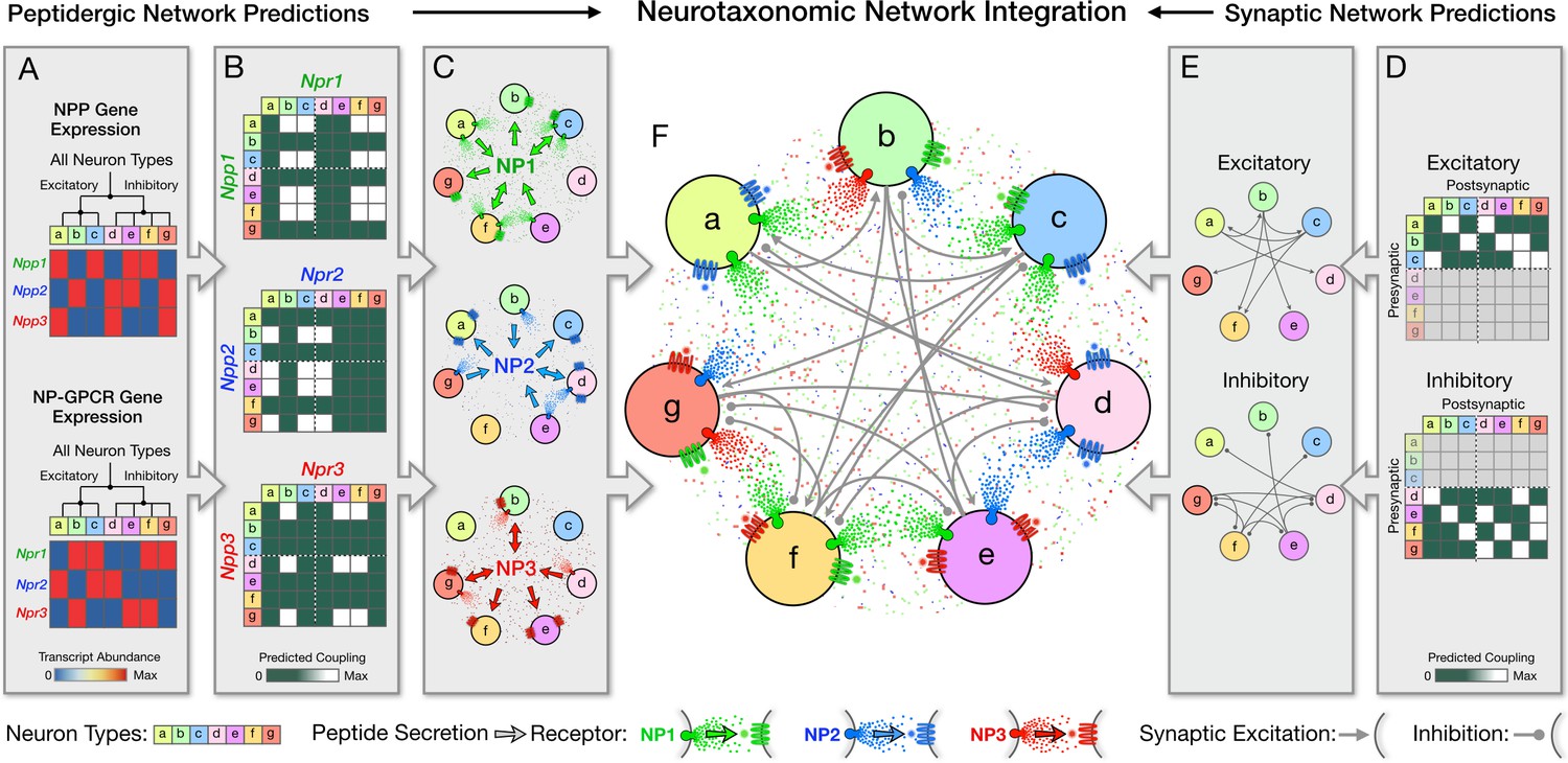 Single-cell transcriptomic evidence for dense intracortical