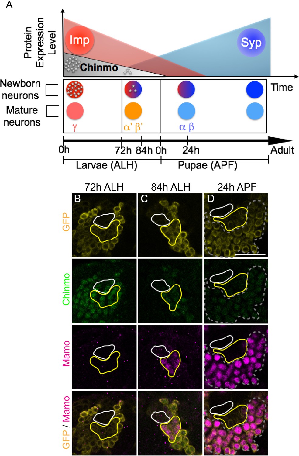 Mamo decodes hierarchical temporal gradients into terminal neuronal fate |  eLife