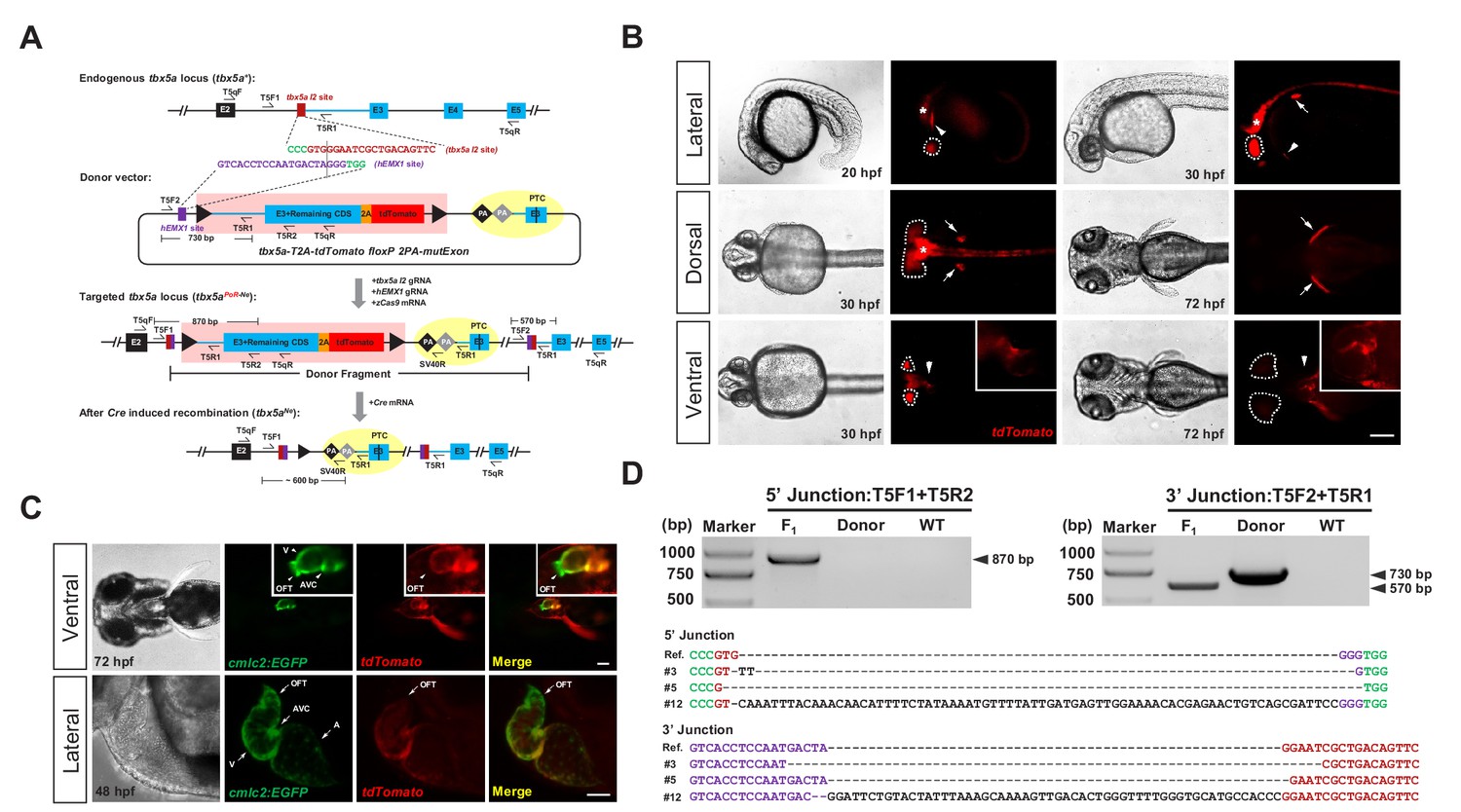 One step efficient generation of dual function conditional