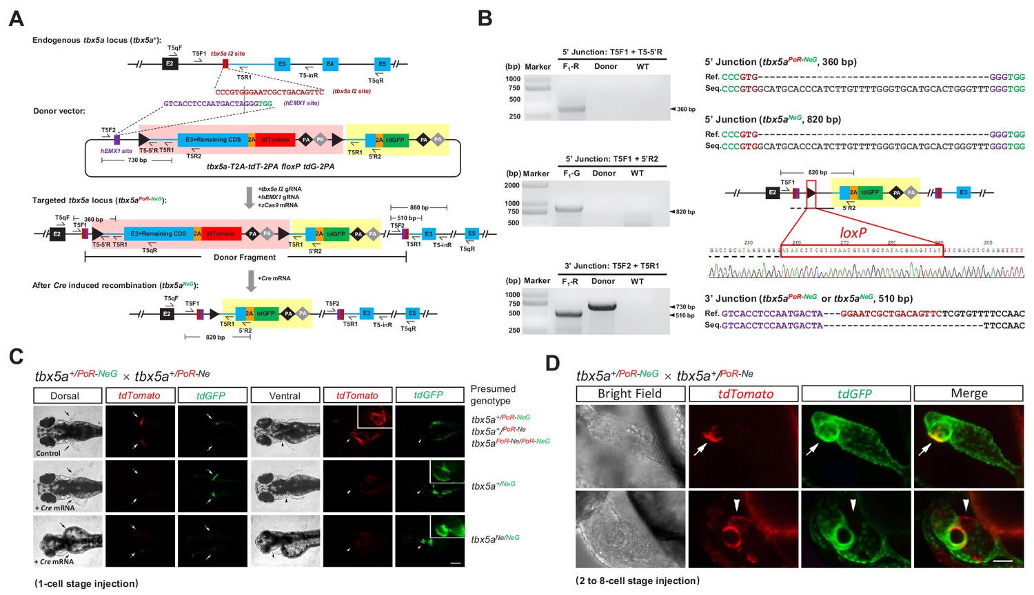 One step efficient generation of dual function conditional