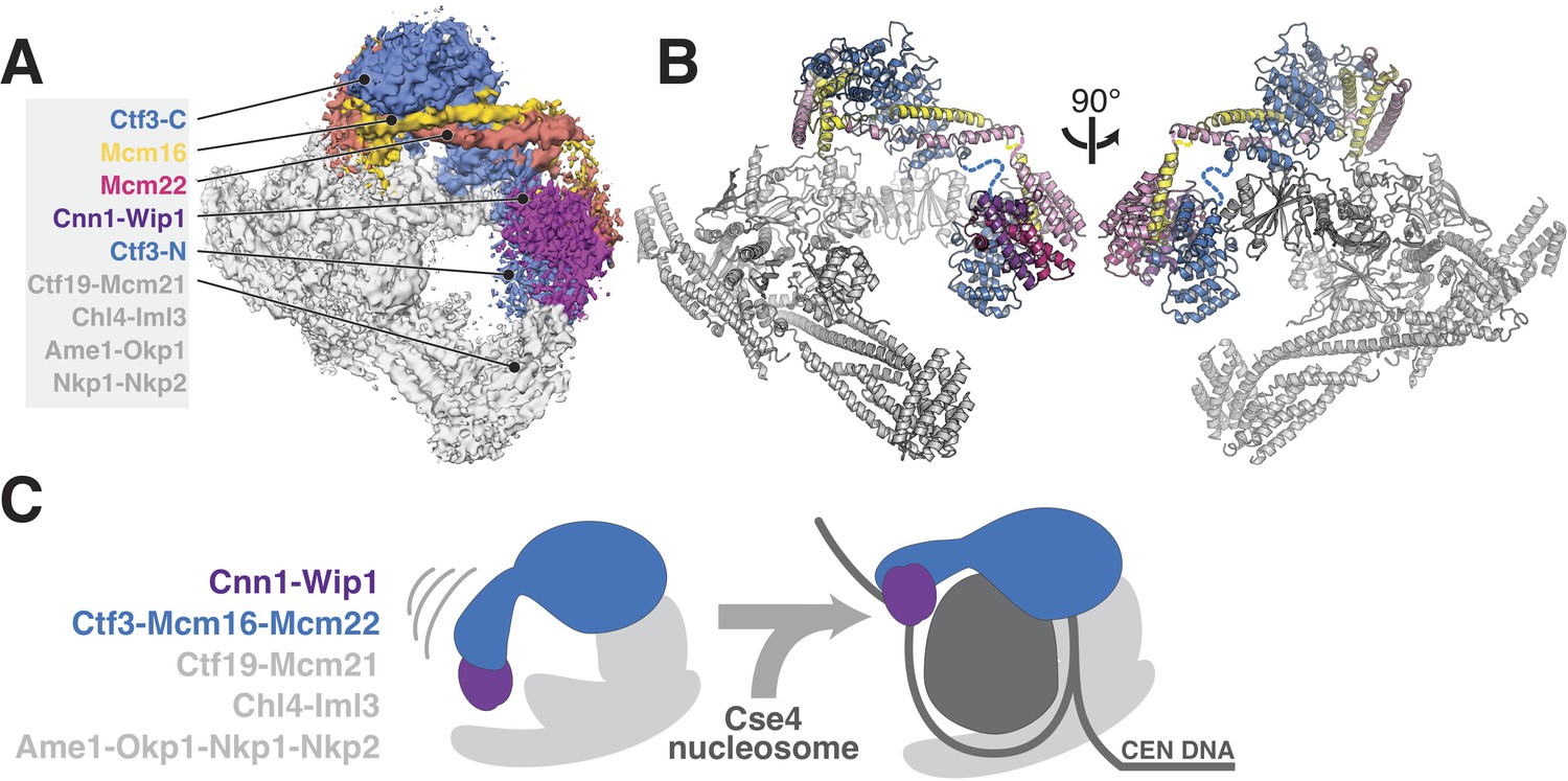 The Structure Of The Yeast Ctf3 Complex Elife