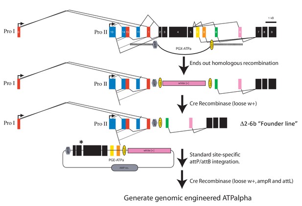 Figures and data in Adaptive substitutions underlying cardiac glycoside ...