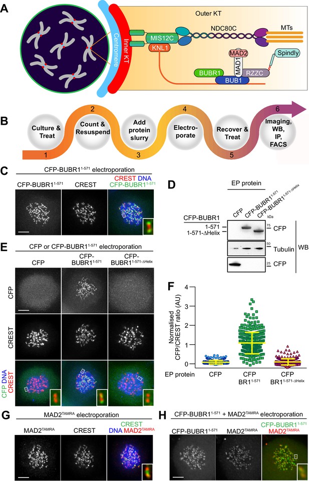 Electroporated recombinant proteins as tools for in vivo functional ... Biology Diagrams