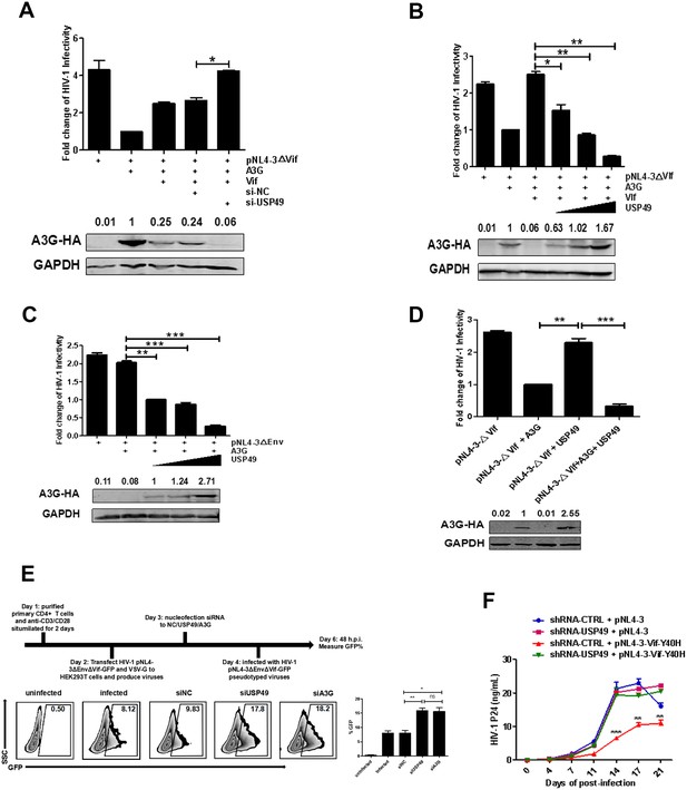 USP49 potently stabilizes APOBEC3G protein by removing ubiquitin and ...