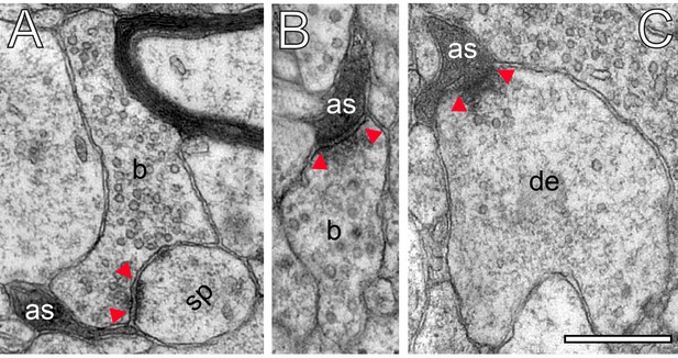 Figures and data in Ultrastructural heterogeneity of layer 4 excitatory ...