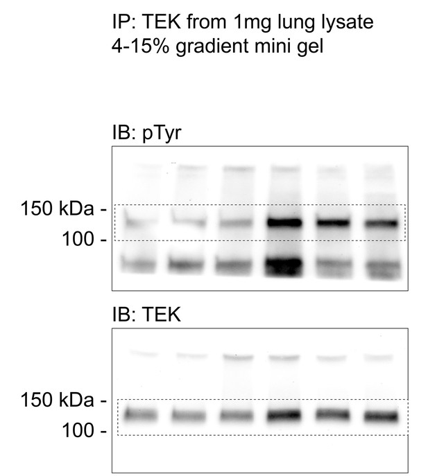 Figures And Data In Targeting The Vascular Specific Phosphatase Ptprb