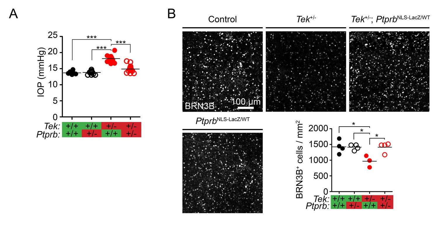 Figures And Data In Targeting The Vascular Specific Phosphatase Ptprb