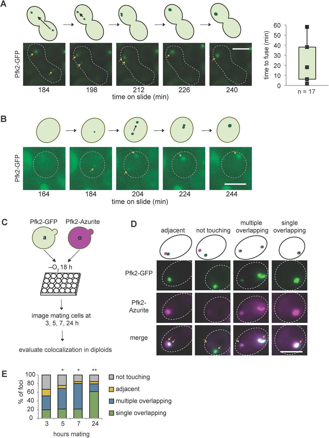 Rna Promotes Phase Separation Of Glycolysis Enzymes Into Yeast G Bodies In Hypoxia Elife