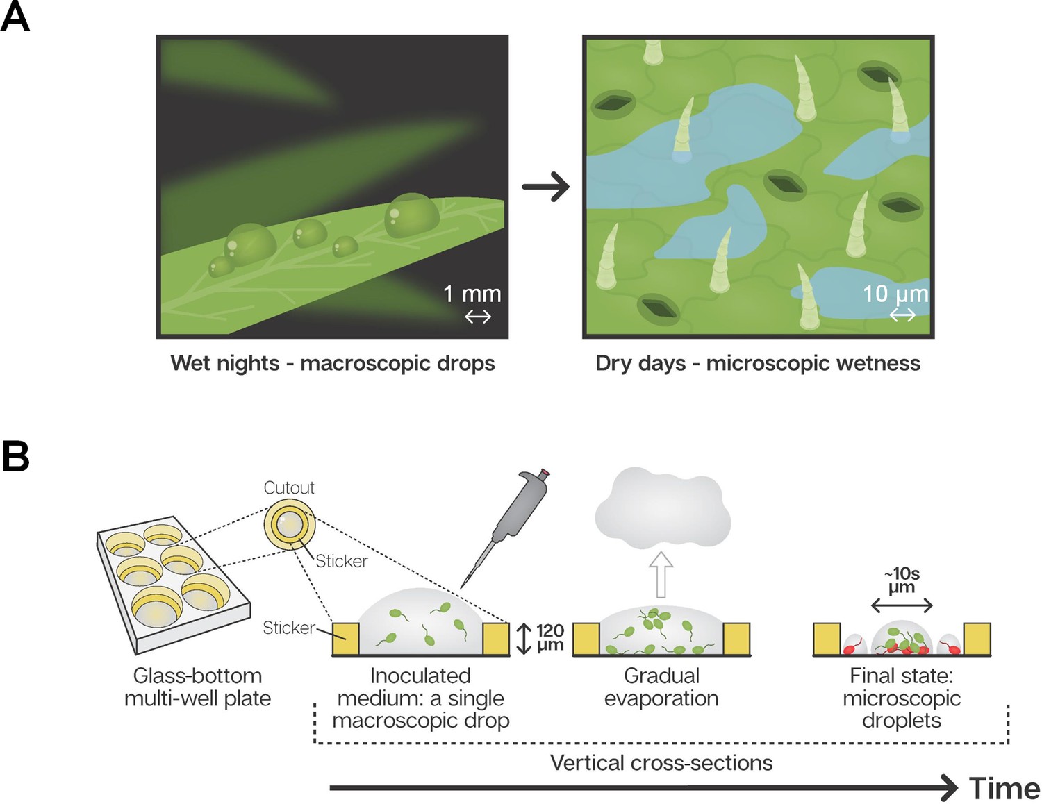 Bacterial survival in microscopic surface wetness eLife