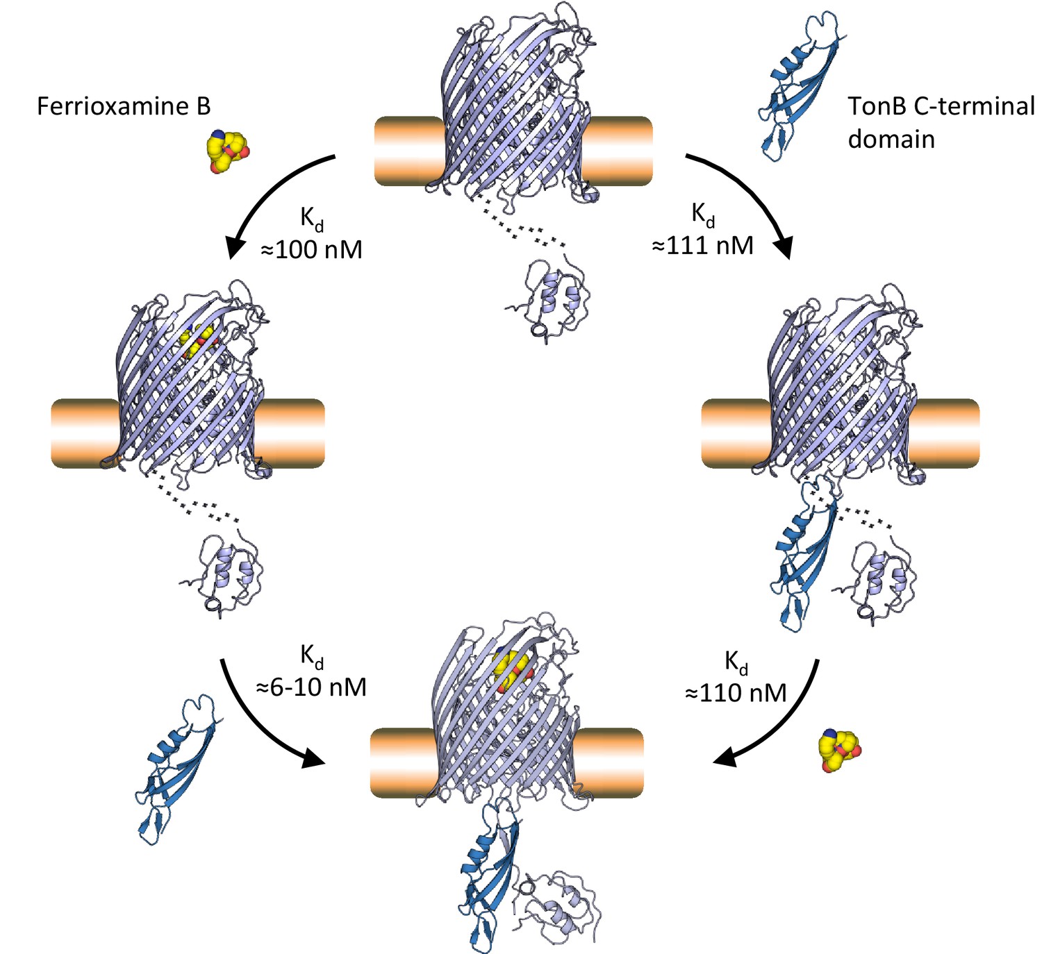 Ternary Structure Of The Outer Membrane Transporter Foxa With Resolved