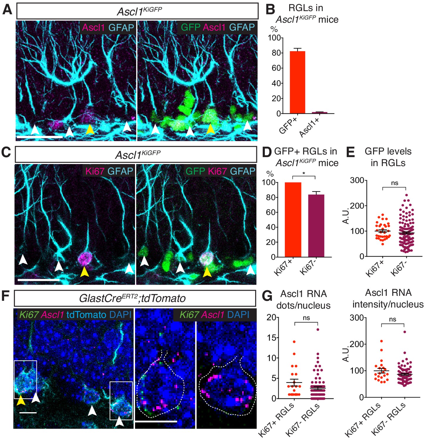 Id Promotes The Elimination Of The Pro Activation Factor Ascl To