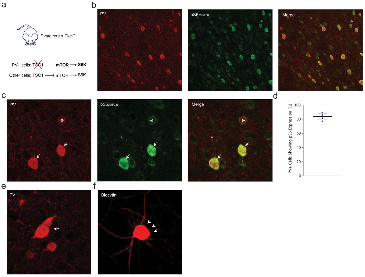 Figures And Data In Local Axonal Morphology Guides The Topography Of