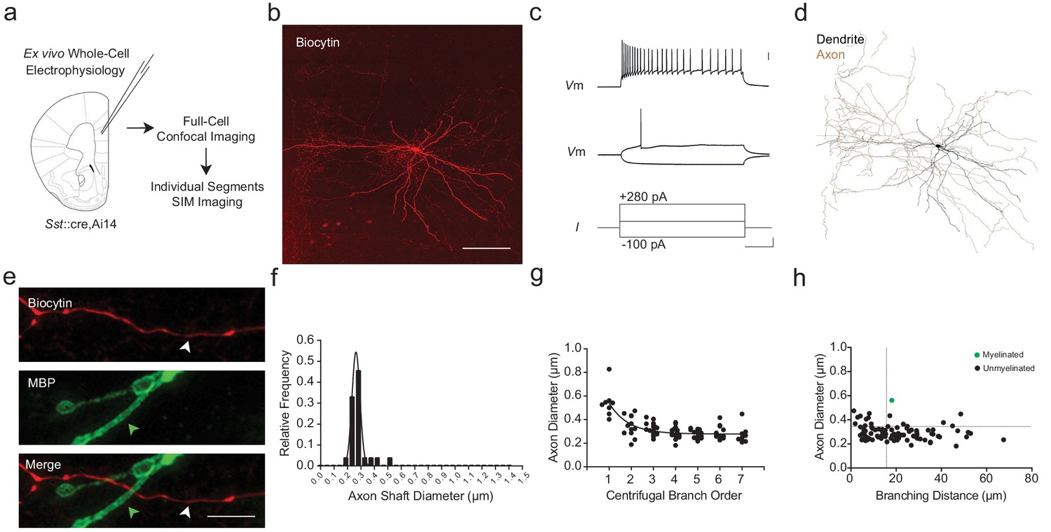 Figures And Data In Local Axonal Morphology Guides The Topography Of