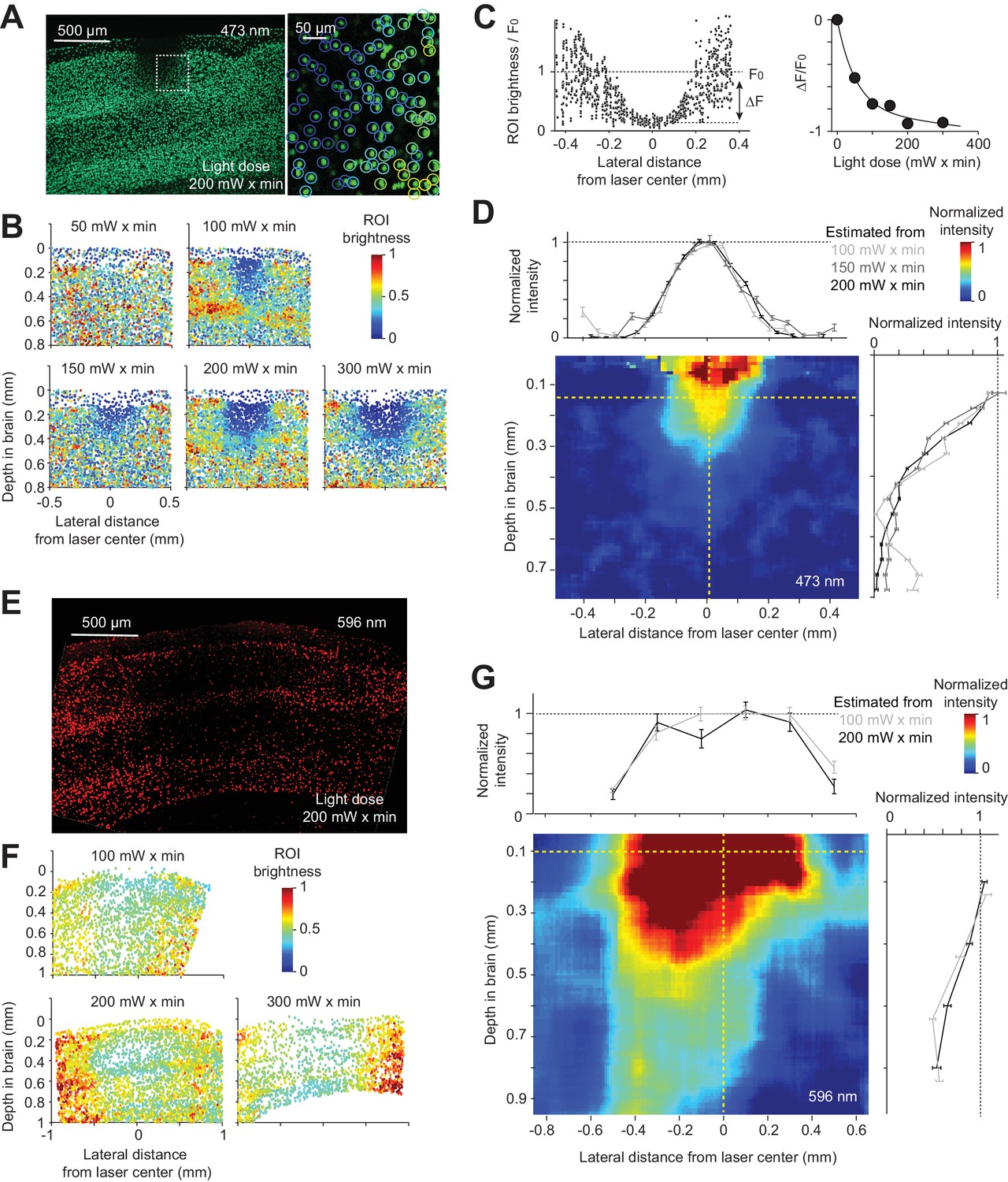 Spatiotemporal constraints on optogenetic inactivation in cortical ...