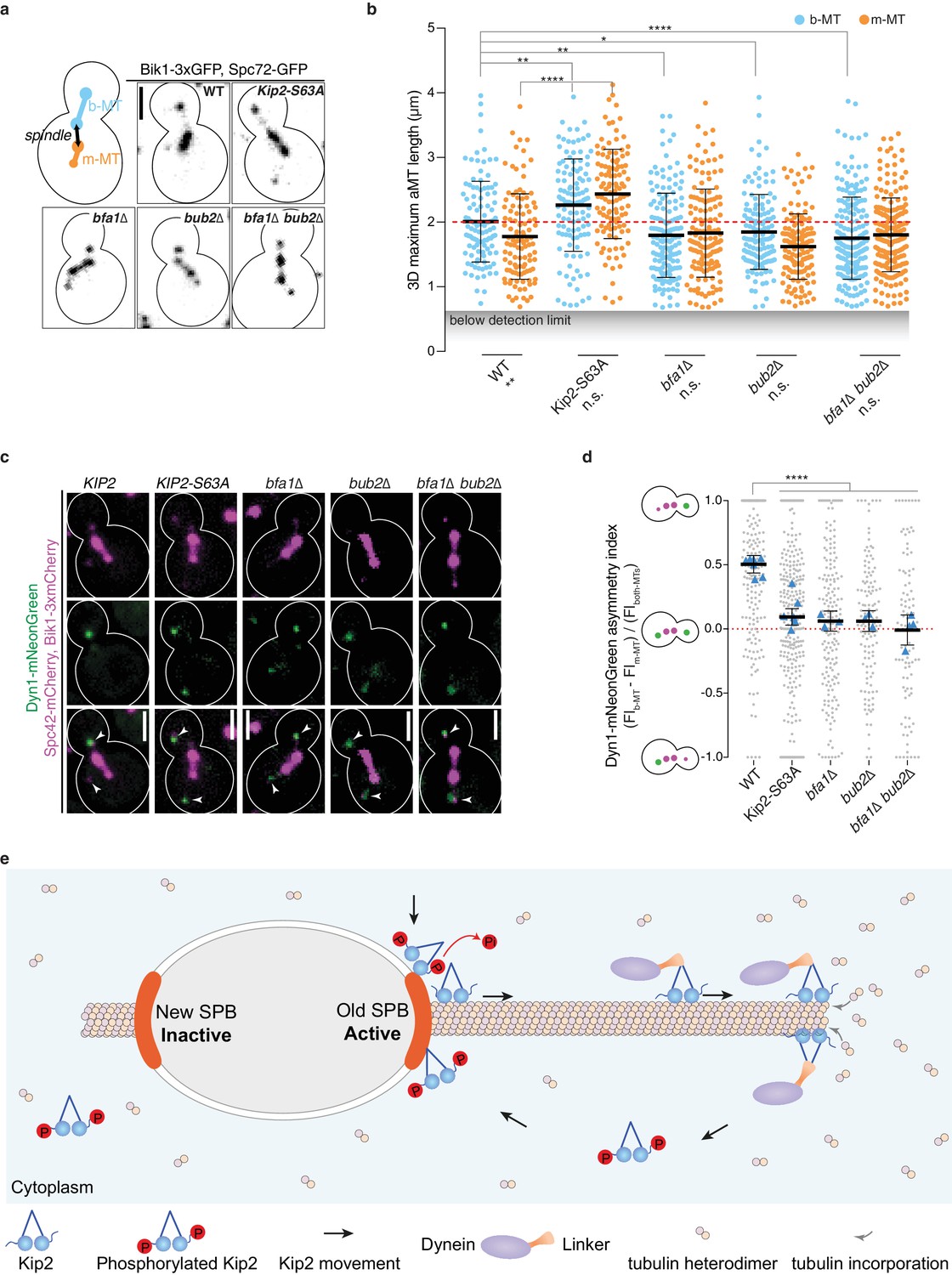 Remote Control Of Microtubule Plus-end Dynamics And Function From The ...