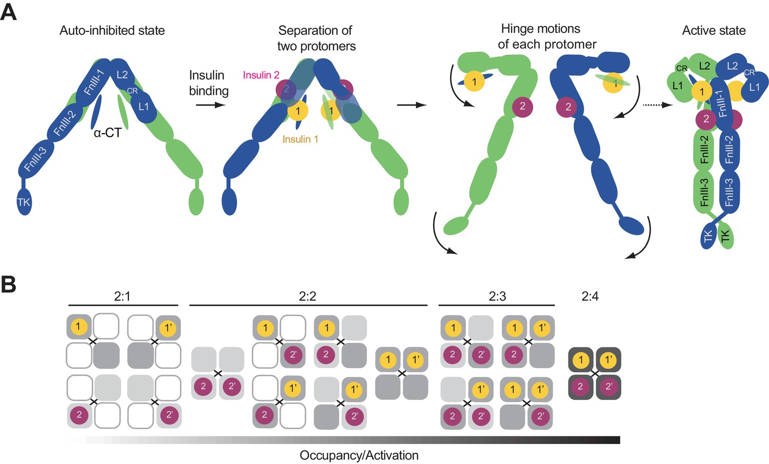 Activation Mechanism Of The Insulin Receptor Revealed By Cryo-EM ...