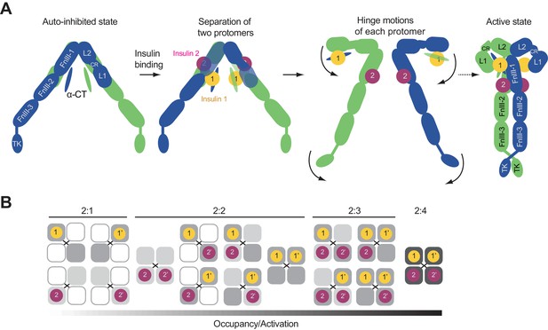 Activation mechanism of the insulin receptor revealed by cryo-EM ...