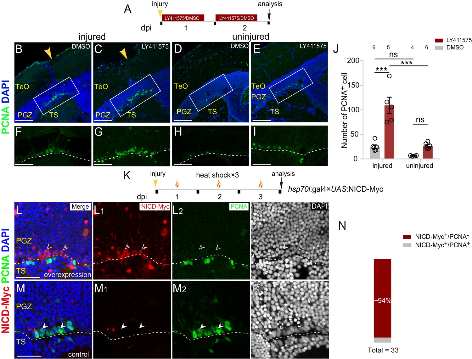 Stochastic Cell-cycle Entry And Cell-state-dependent Fate Outputs Of 