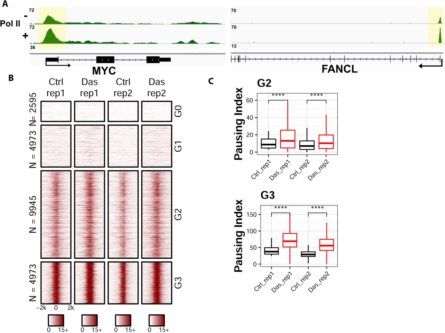 Figures And Data In Tyr1 Phosphorylation Promotes Phosphorylation Of ...