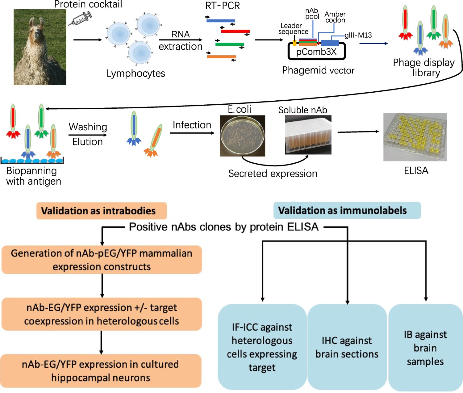 A Toolbox Of Nanobodies Developed And Validated For Use As Intrabodies ...