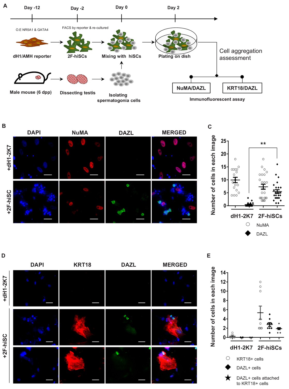 Figures and data in Induction of Sertoli-like cells from human ...