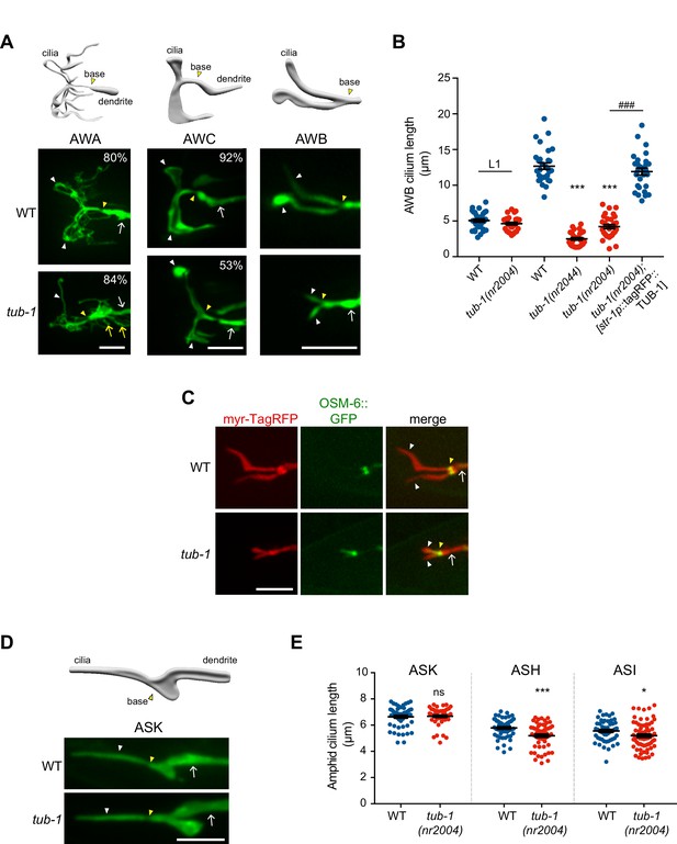 Figures And Data In The Caenorhabditis Elegans Tubby Homolog ...