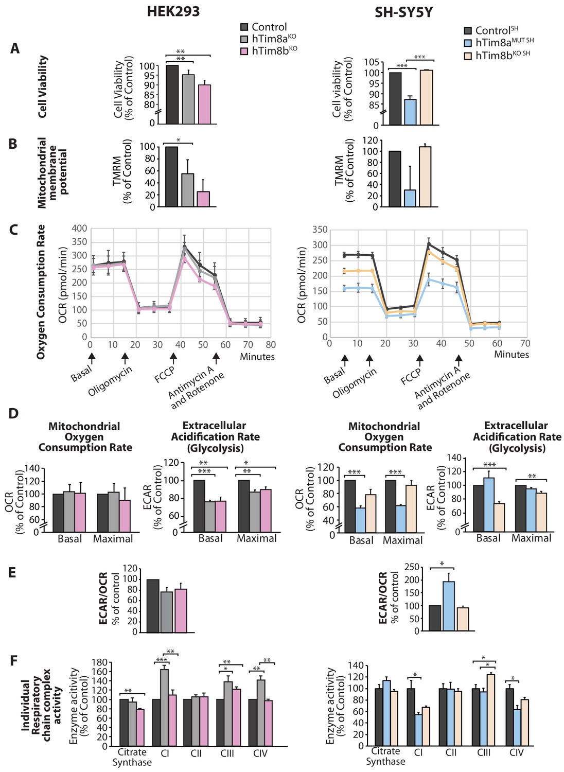 Function of hTim8a in complex IV assembly in neuronal cells