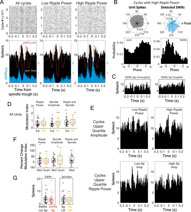 Figures And Data In Mpfc Spindle Cycles Organize Sparse Thalamic 