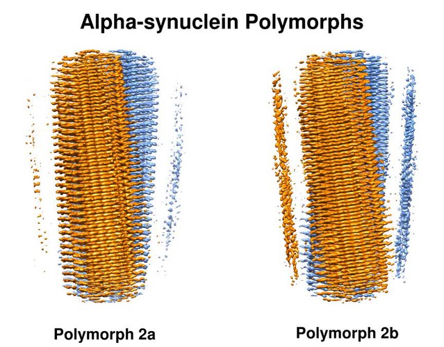 Figures And Data In Two New Polymorphic Structures Of Human Full Length