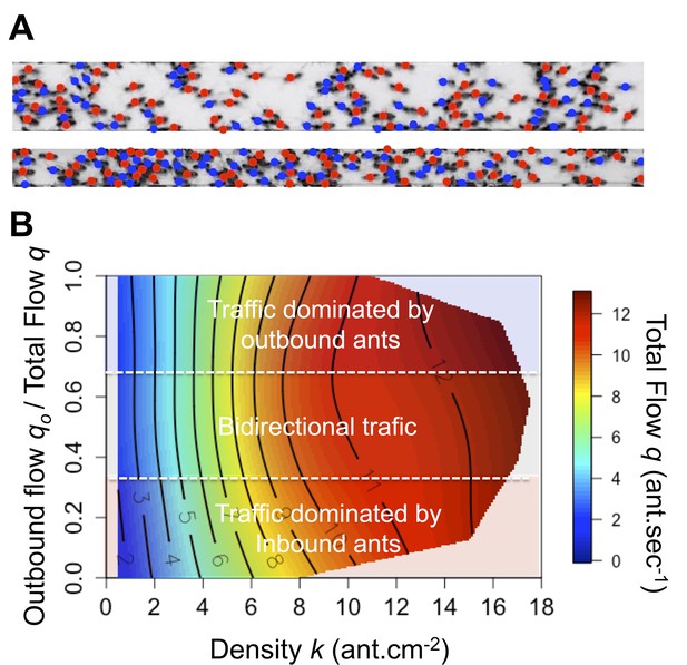 Experimental Investigation Of Ant Traffic Under Crowded Conditions | ELife