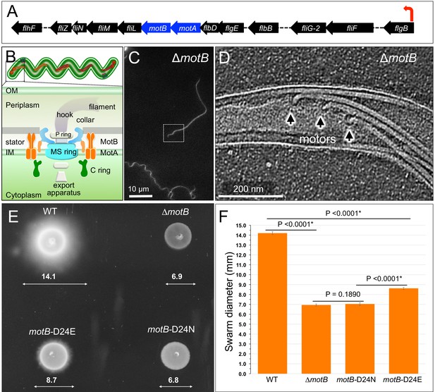 Figures And Data In Structural Insights Into Flagellar Stator–rotor ...