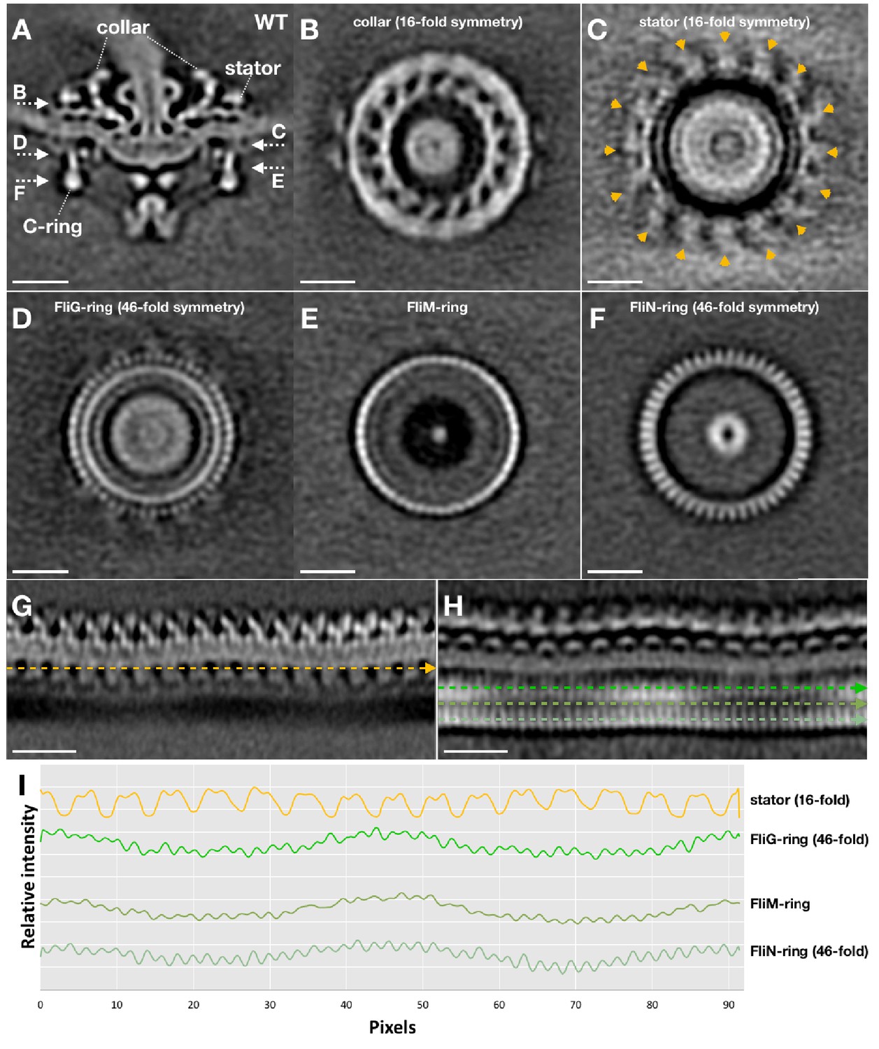 Figures And Data In Structural Insights Into Flagellar Statorrotor