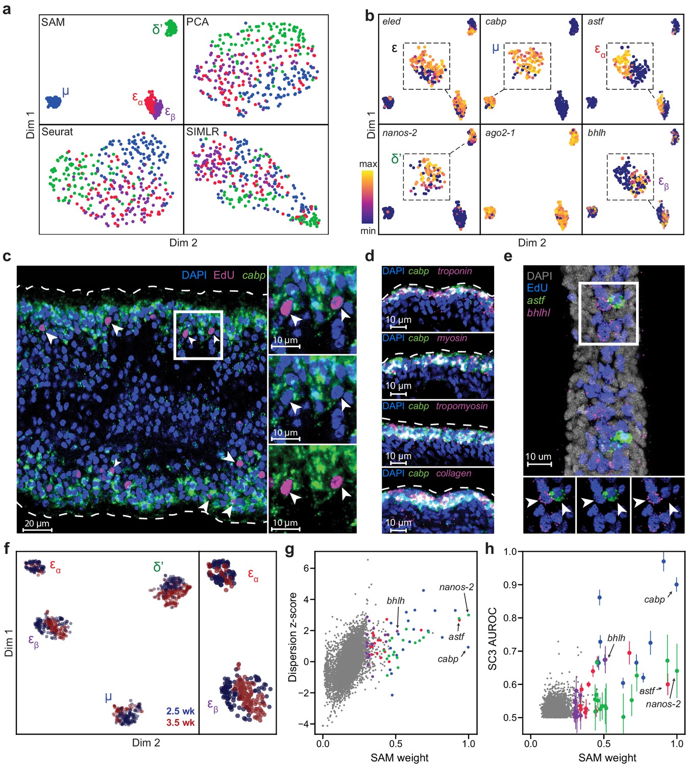 Self-assembling manifolds in single-cell RNA sequencing data