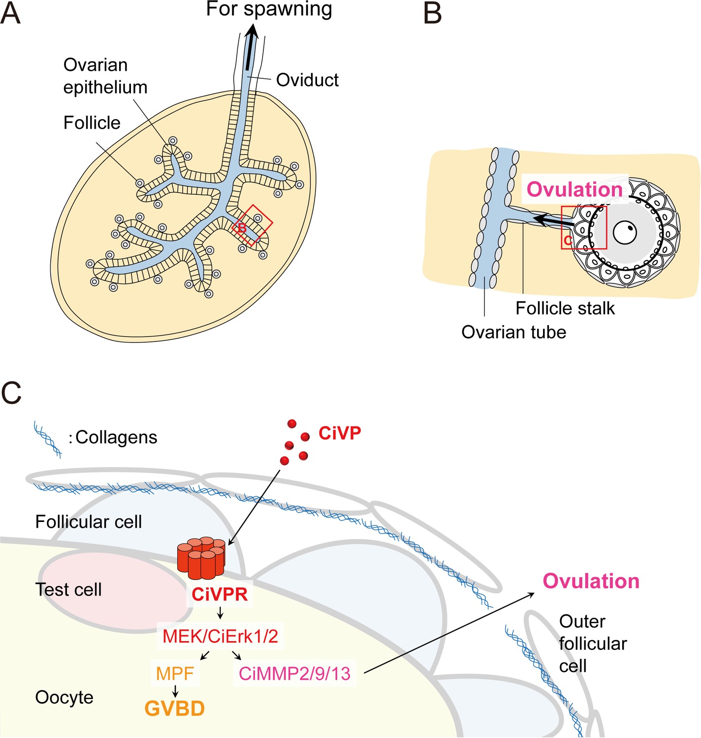 The regulation of oocyte maturation and ovulation in the closest sister