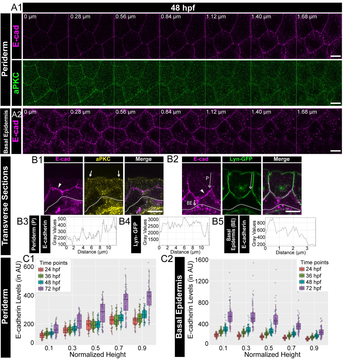 Stepwise Polarisation Of Developing Bilayered Epidermis Is Mediated By Apkc And E Cadherin In Zebrafish Elife