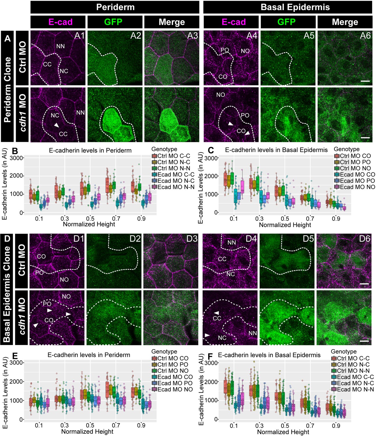 Stepwise Polarisation Of Developing Bilayered Epidermis Is Mediated By Apkc And E Cadherin In Zebrafish Elife